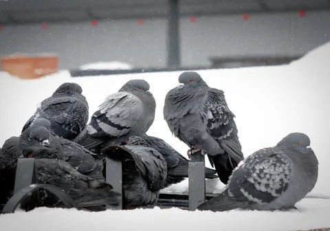 Birds Stock Photos