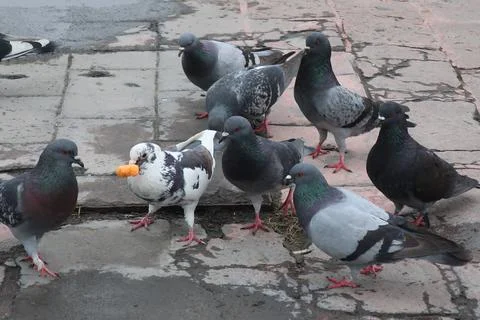 Birds Stock Photos