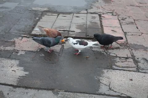 Birds Stock Photos