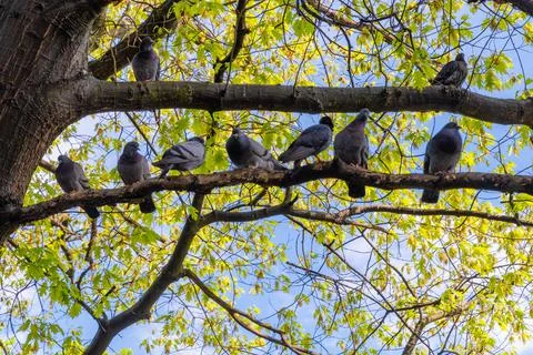 Birds Stock Photos