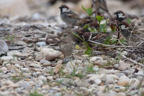 Birds Stock Photos
