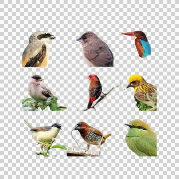 BIRDS Stock Photos