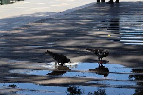 Birds 写真素材