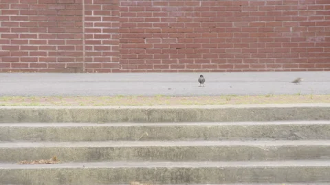 Birds Picking At Bread On A Sidewalk Stock Footage 277304459