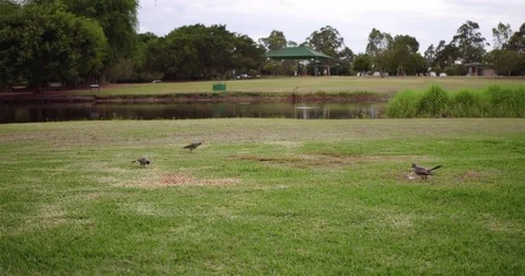 Birds picking off ground Stock Footage 69980156