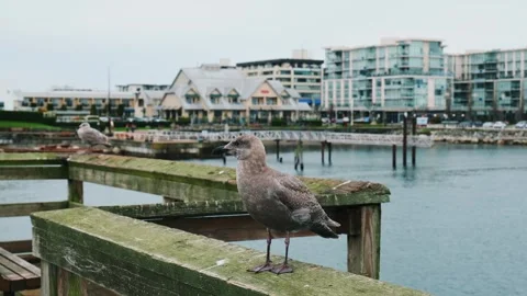 Birds on pier Stock Footage 325472481