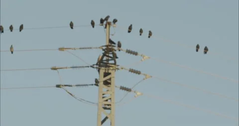 Birds (pigeons and crows) sitting on electrical wires Stock Footage 200769281