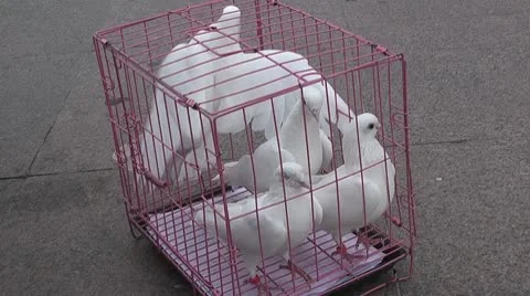 Birds  pigeons in the cage Stock Footage 10734022