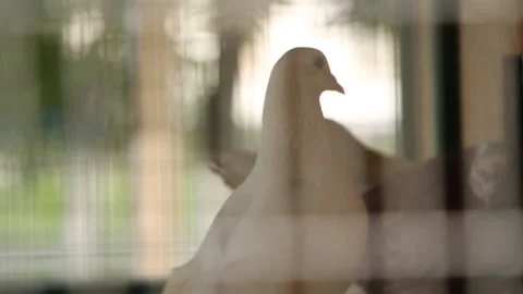 Birds. Pigeons in a cage Stock Footage 107563592
