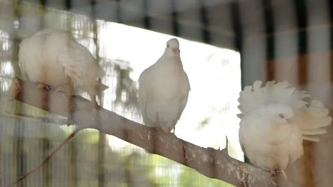 Birds. Pigeons in a cage Stock Footage 107565292
