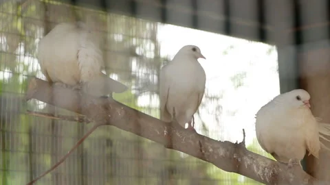 Birds. Pigeons in a cage Stock Footage 107567046