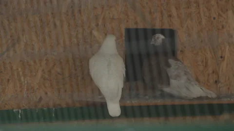 Birds. Pigeons in a cage Stock Footage 107688048