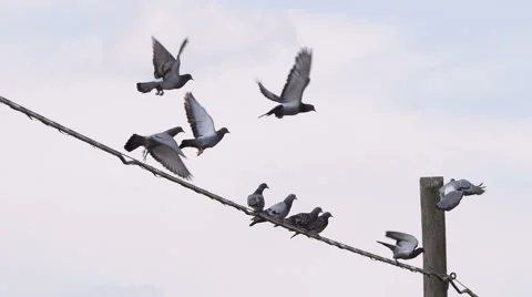 Birds: pigeons standing on telephone cable flying away slow motion Stock Footage