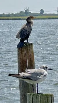 Birds on pilings Stock Photos