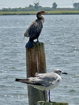 Birds on pilings Stock Photos