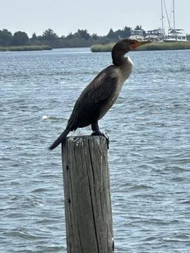 Birds on pilings Stock Photos