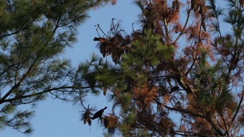 Birds in pine tree, autumn Stock Footage 146819875