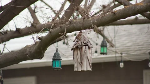 Birds playing in birdhouse Stock Footage 268894985