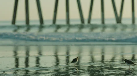 Birds playing in surf, handheld, 48fps Stock Footage 24679043