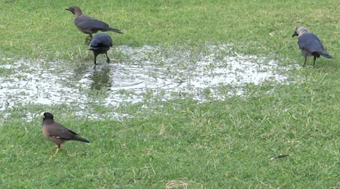 Birds playing in the water Stock Footage 32498535