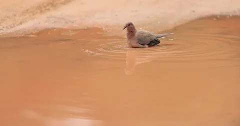 Birds playing in water Stock Footage 161066432