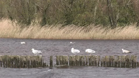 Birds on poles in strong wind Stockbeeldmateriaal 10909705