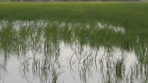 Birds in a pond Stock Footage 7757365