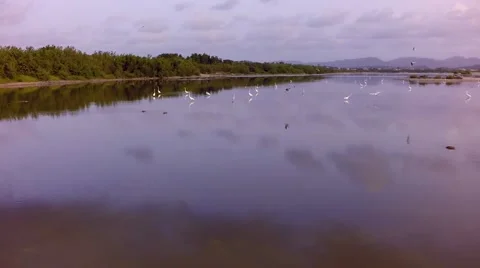 Birds In A Pond Stock Footage 41841269