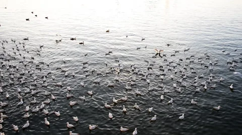 Birds on a pond Stock Footage 47570285