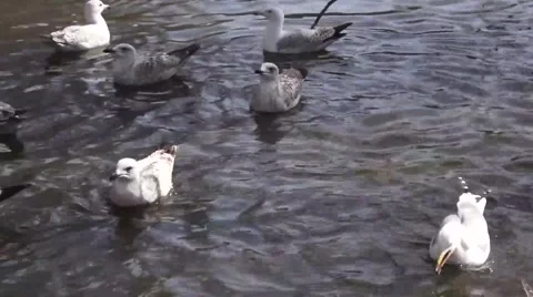 Birds in pond Stock-Footage 48270647
