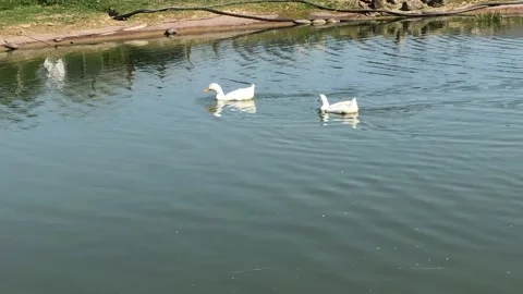 BIRDS IN POND Stock Footage 135018443