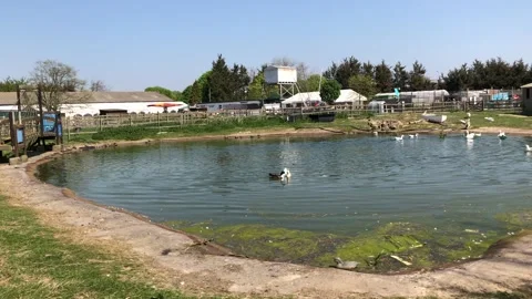 BIRDS BY POND Stock Footage 135018552