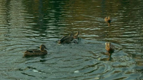 Birds On A Pond Vidéo 146587394