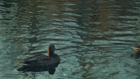 Birds On A Pond Vidéo 146587436
