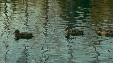 Birds On A Pond Vidéo 146587864