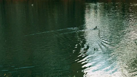 Birds On A Pond Vidéo 146587958