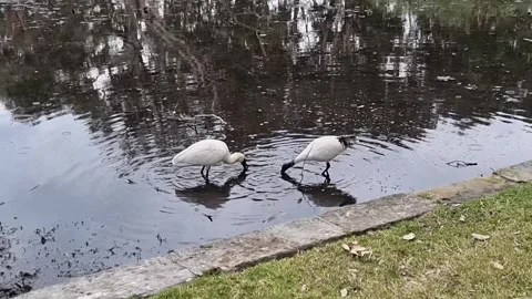 Birds in pond - Two pals Stock Footage 248051393