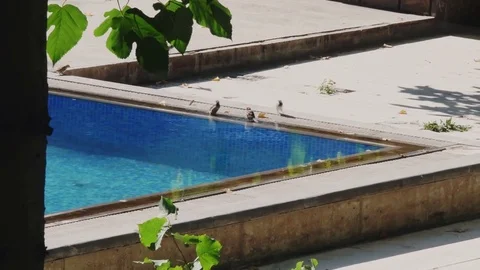 Birds by the Pool Stock Footage 83294355
