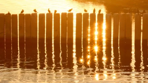 Birds in the port at sunset Stock Footage 77899000