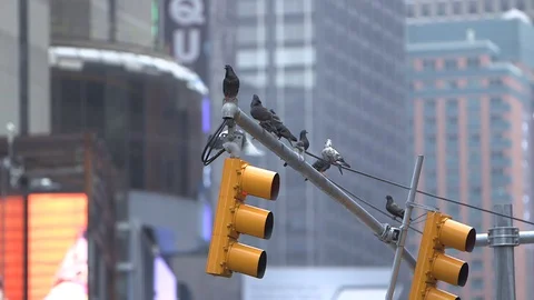 Birds posed on a traffic light in Time Square in New York 库存影片 128463259