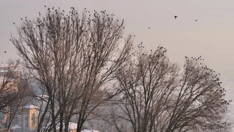 Birds posing on a plant Video stock 145889504