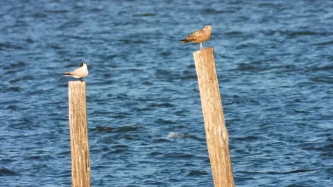 Birds on posts Stock Footage 135990319