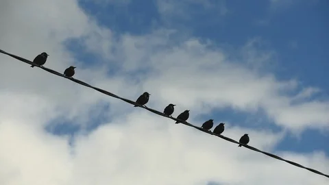 Birds On A Power Cable Stock Footage 125284865