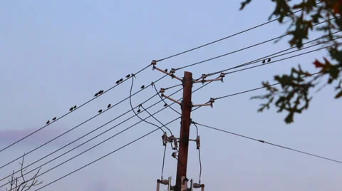 Birds on Power Lines Stock Footage 35721896