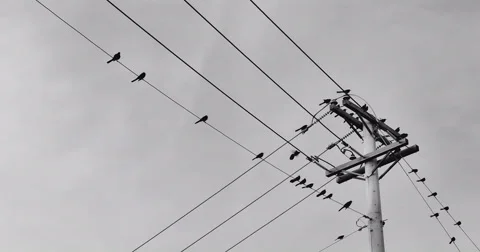 Birds on power lines Stock Footage 58029399