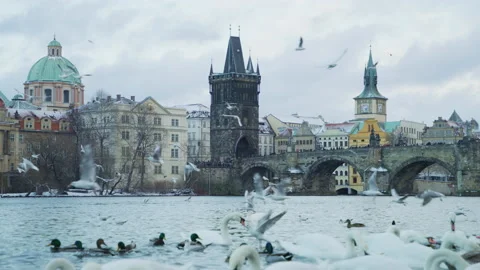 Birds in Prague Stock Footage 217377612