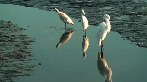 Birds preening Stock Footage 32754395
