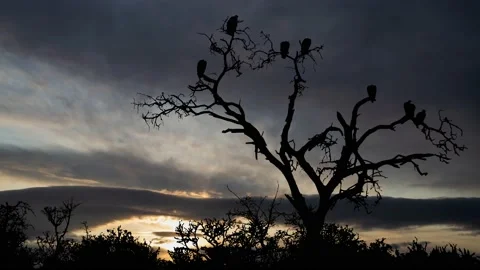 Birds of Prey and Dry Tree, Time Lapse at Sunrise with Fast Clouds Stock Footage 135867674