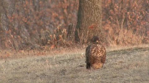 Birds of prey Buzzards feeding with carcass in wilderness area in the mountain Stockbeeldmateriaal 55146985