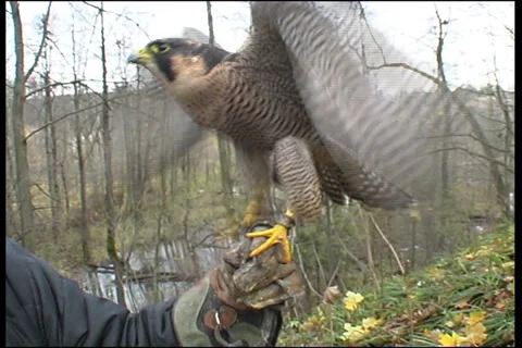 Birds of prey Video stock 984220